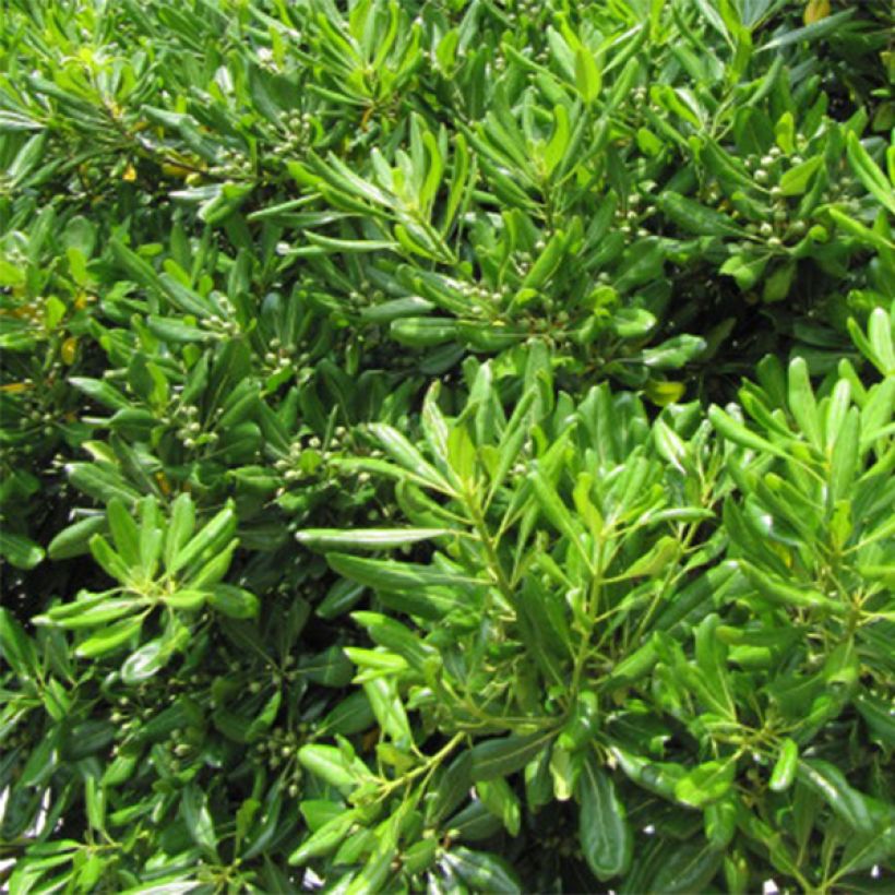 Pittosporum tobira - Pittospore du Japon (Feuillage)