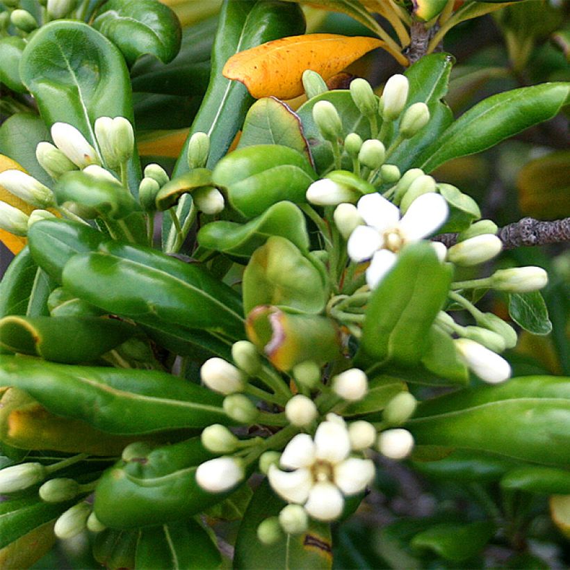 Pittosporum tobira - Pittospore du Japon (Floraison)
