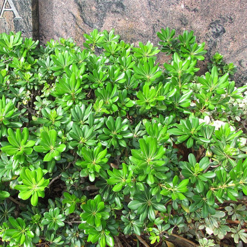 Pittosporum tobira - Pittospore du Japon (Port)