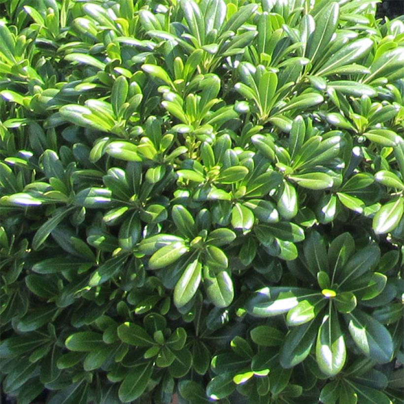 Pittosporum tobira Nanum (Foliage)