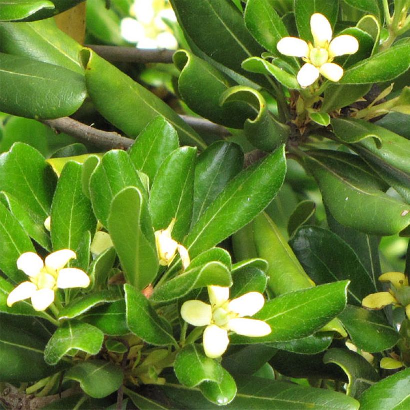 Pittosporum tobira Nanum (Flowering)