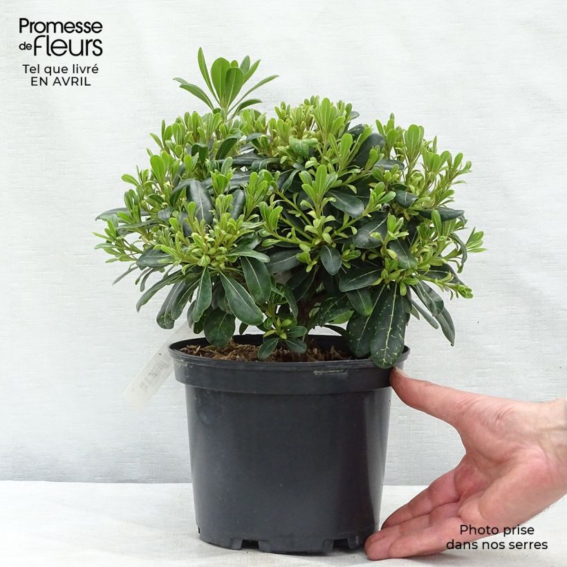 Example of Pittosporum tobira Nanum Pot de 2L/3L as you get in printemps