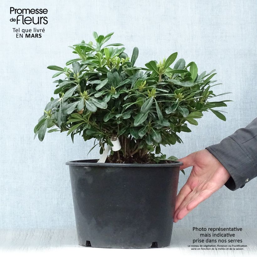 Example of Pittosporum tobira Nanum Pot de 7,5L/10L as you get in printemps