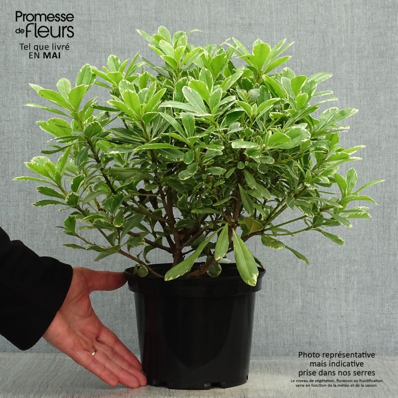 Example of Pittosporum tobira nana Neige du mont Ventoux Pot de 3L/4L as you get in printemps