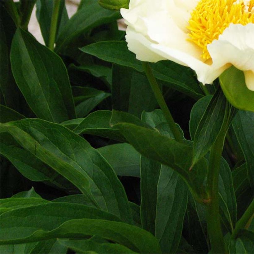 Pivoine Claire de Lune (Foliage)