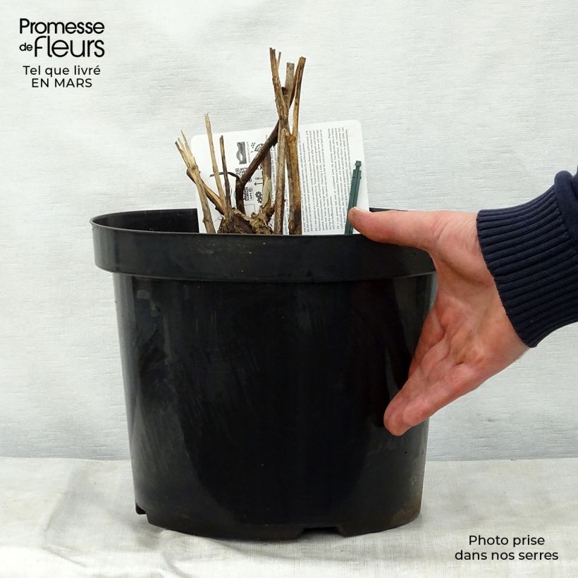 Spécimen de Pivoine Itoh Bartzella Pot de 7,5L/10L, Qualité extra tel que livré au printemps