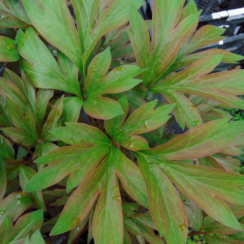 Pivoine Itoh Callies Memory (Foliage)