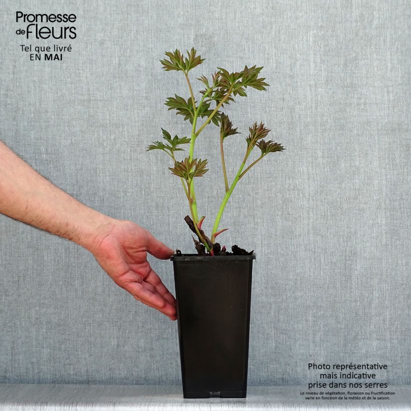 Example of Pivoine Itoh Callies Memory Pot de 3L/4L as you get in printemps