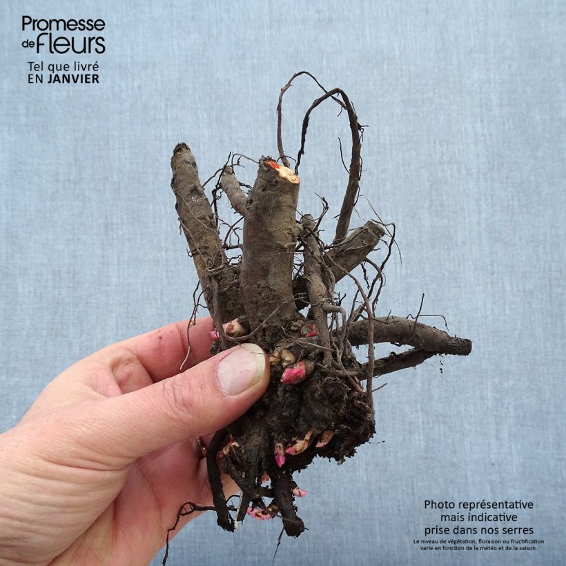 Spécimen de Pivoine Itoh Canary Brillant Souche 3/5 yeux tel que livré en hiver