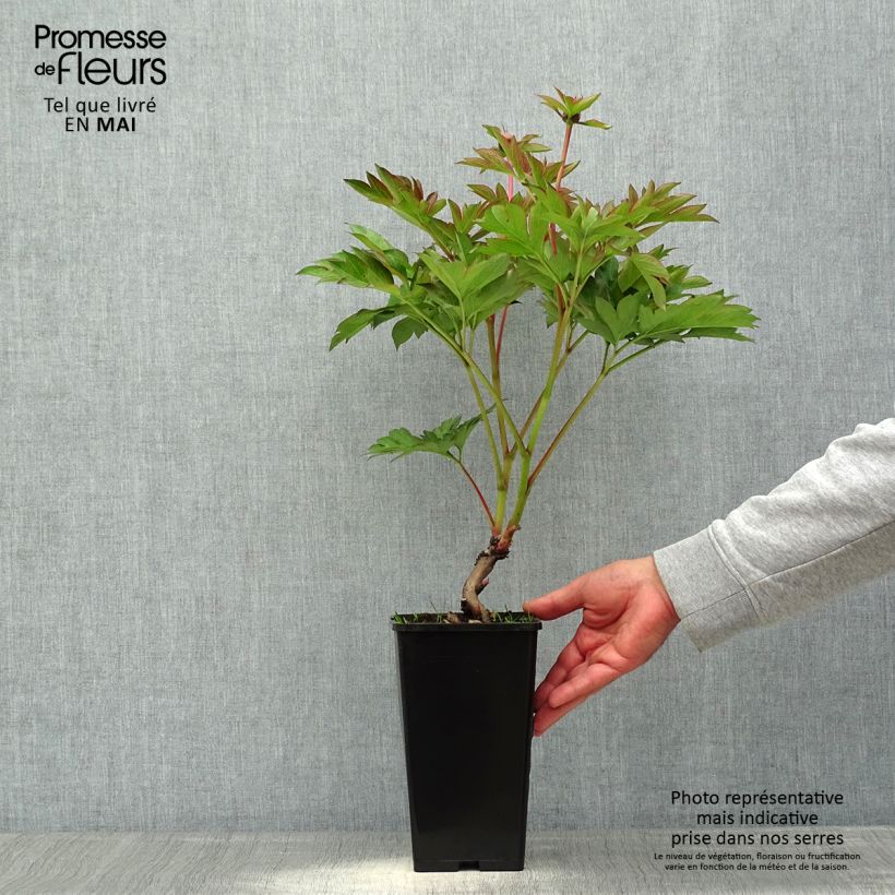 Example of Pivoine Itoh Garden Treasure Pot de 4L/5L as you get in printemps