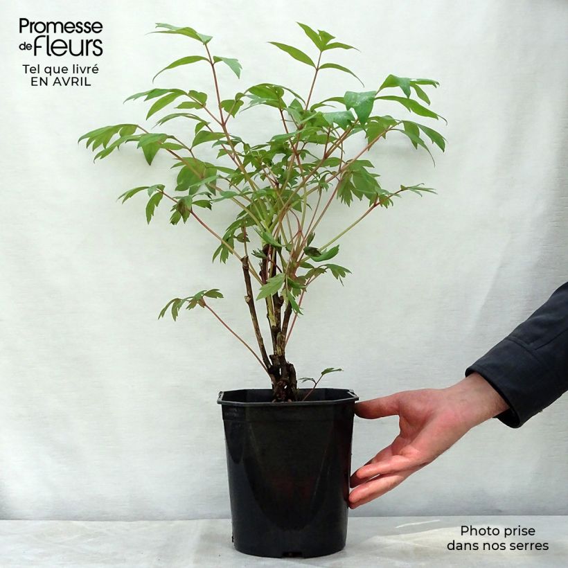 Spécimen de Pivoine arbustive 13 Ri Yue Jin - Paeonia suffruticosa Pot de 4L/5L tel que livré au printemps