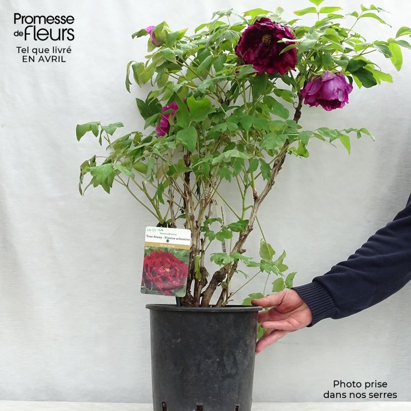 Spécimen de Pivoine arbustive 15 Wu Jin Yao Hui - Paeonia suffruticosa Pot de 6L/7L tel que livré au printemps