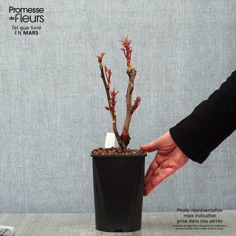 Spécimen de Pivoine arbustive Cai Hui - Paeonia suffruticosa Pot de 2L/3L tel que livré en hiver