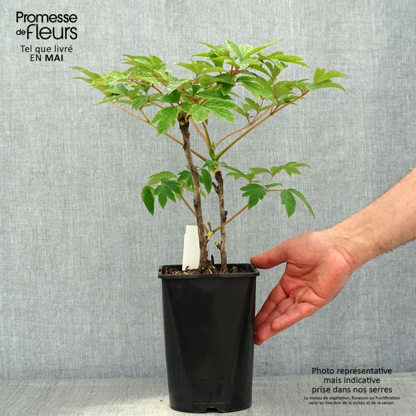Spécimen de Pivoine arbustive Rou Fu Rong - Paeonia suffruticosa Pot de 2L/3L tel que livré au printemps