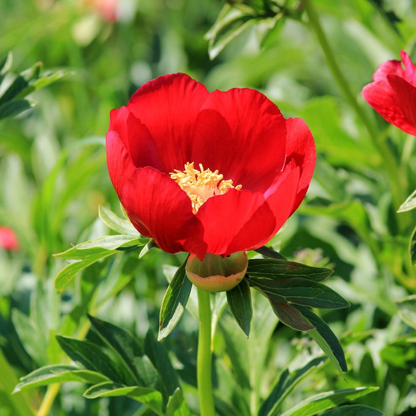 Pivoine botanique - Paeonia peregrina (Floraison)