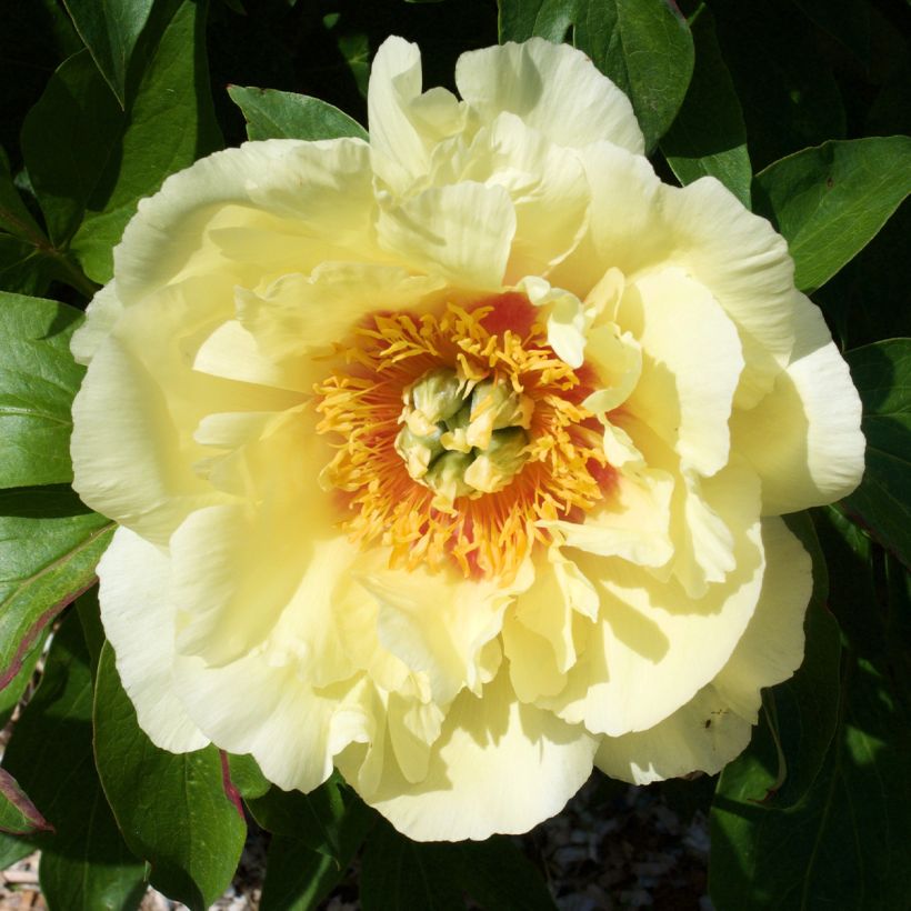 Pivoine itoh Yellow Crown  (Flowering)