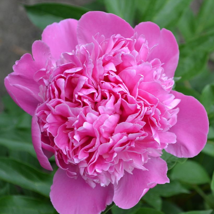 Pivoine lactiflora Bouquet Perfect (Flowering)