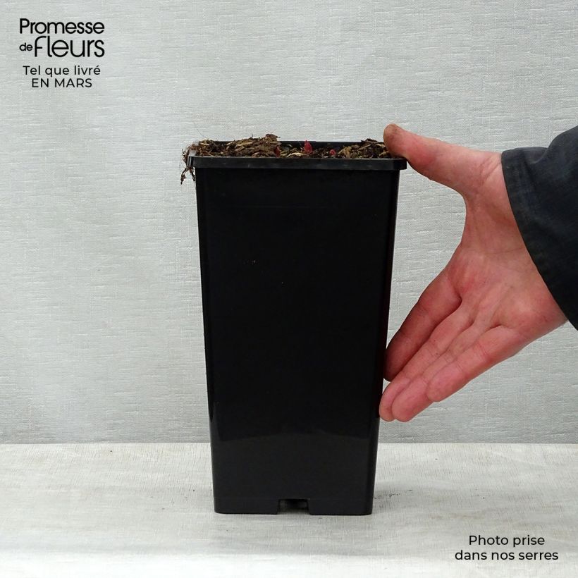 Example of Pivoine lactiflora Buckeye Belle Pot de 3L/4L as you get in printemps