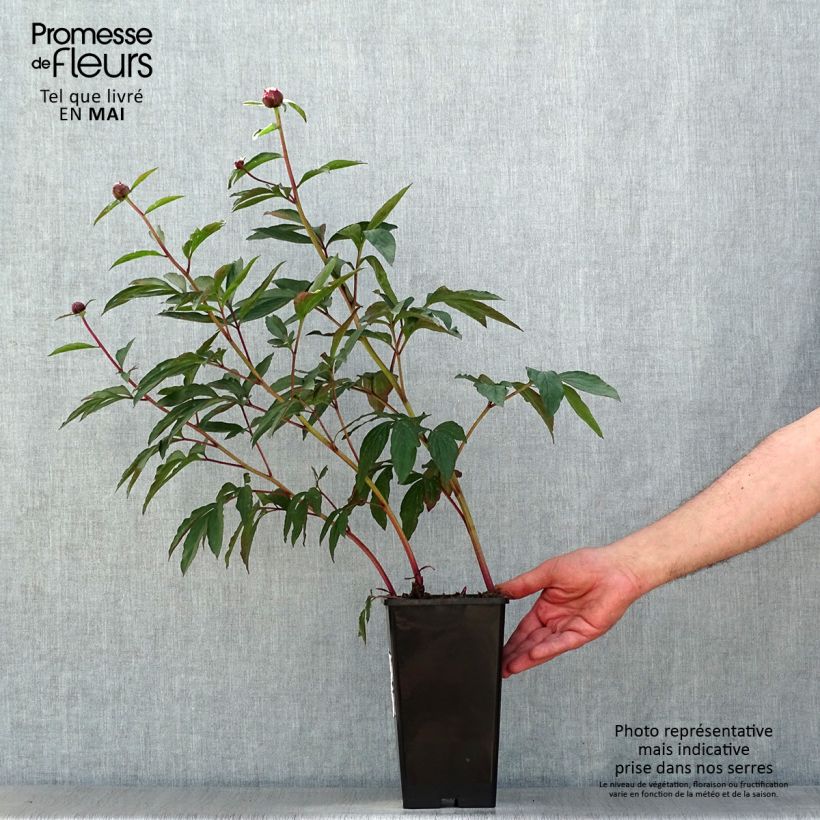 Example of Pivoine lactiflora Gardenia Pot de 3L/4L as you get in printemps