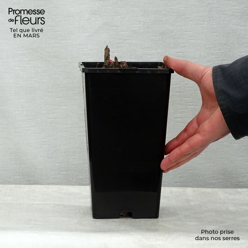 Example of Pivoine lactiflora Gay Paree Pot de 3L/4L as you get in printemps