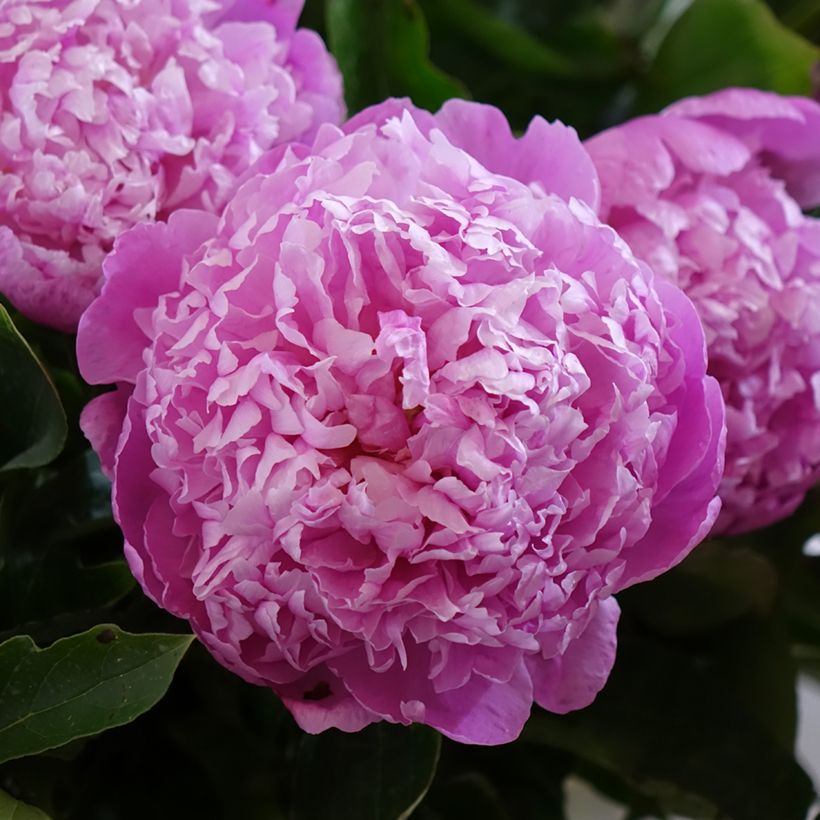 Pivoine lactiflora Jacorma (Floraison)