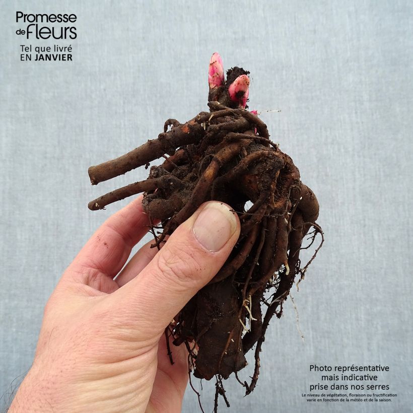 Example of Pivoine lactiflora Kansas Souche 3/5 yeux as you get in hiver