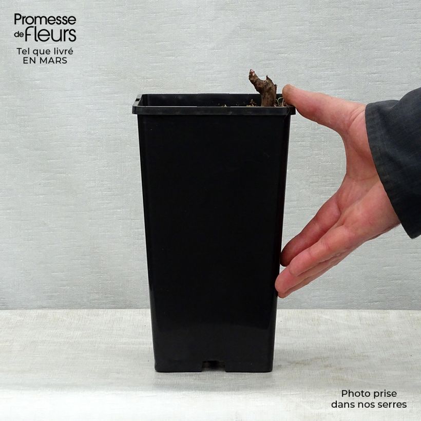 Example of Pivoine lactiflora Marie Lemoine Pot de 3L/4L as you get in printemps