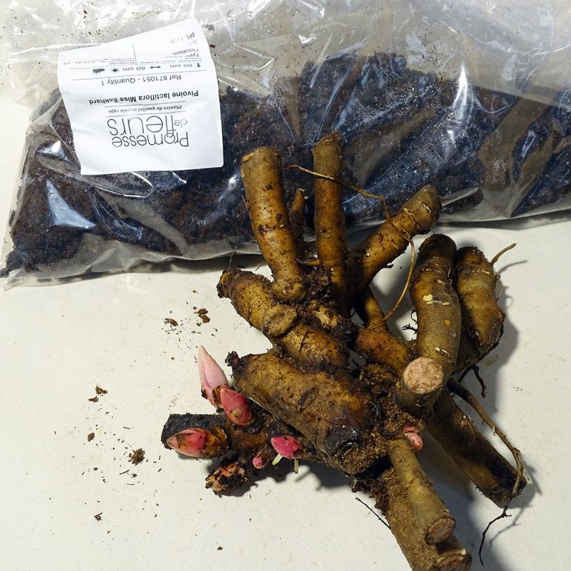 Exemple de spécimen de Pivoine lactiflora Miss Eckhardt Souche 3/5 yeux tel que livré