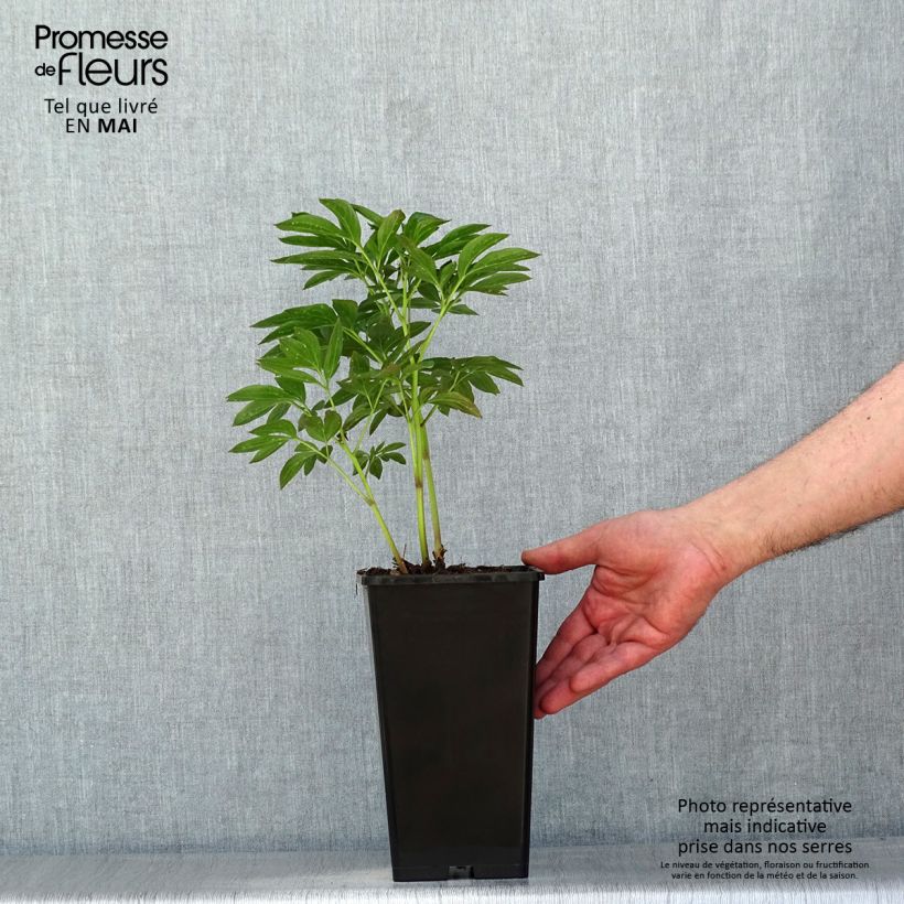 Spécimen de Pivoine lactiflora Miss Eckhardt Pot de 3L/4L tel que livré au printemps