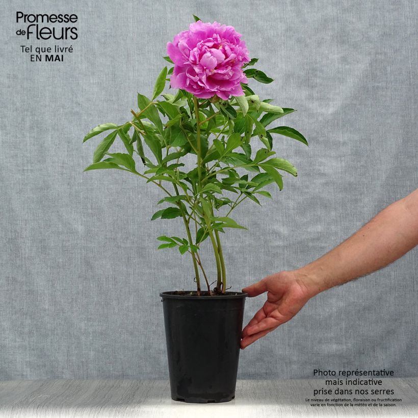 Example of Pivoine lactiflora Monsieur Jules Elie Pot de 3L/4L as you get in printemps