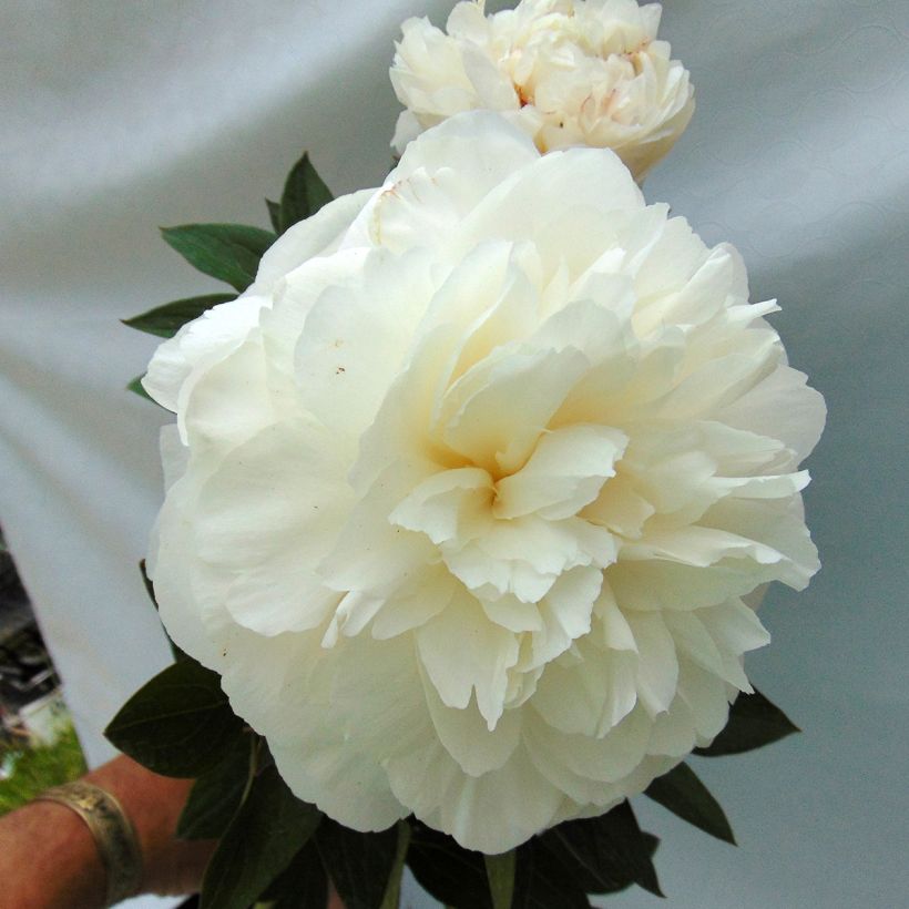Pivoine lactiflora Mother's Choice (Flowering)