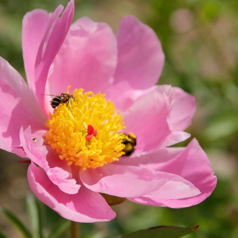 Pivoine lactiflora Nymphe (Flowering)