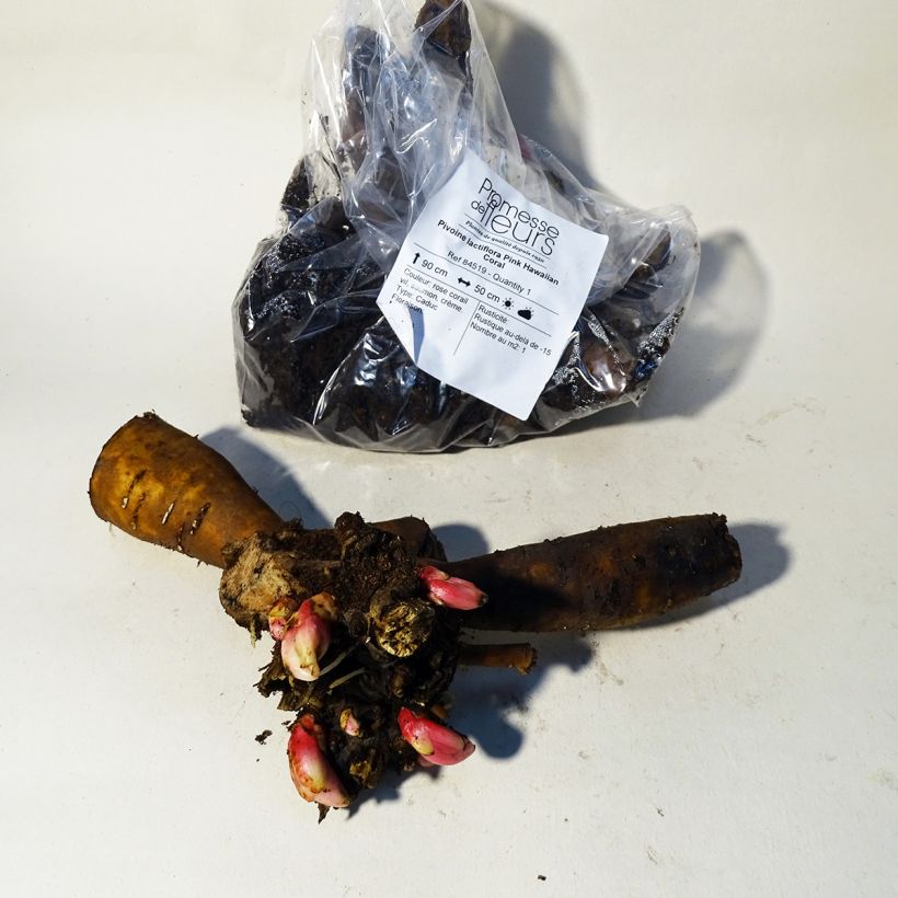 Example of Pivoine lactiflora Pink Hawaiian Coral Souche 3/5 yeux as you get in printemps