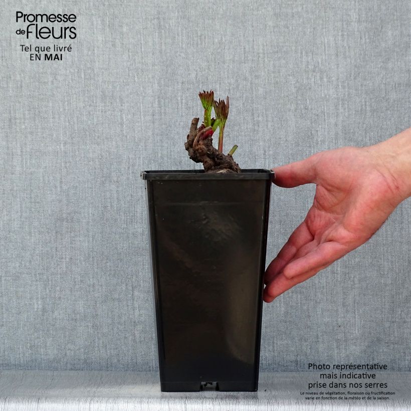 Spécimen de Pivoine lactiflora Reine Hortense Pot de 4L/5L tel que livré au printemps