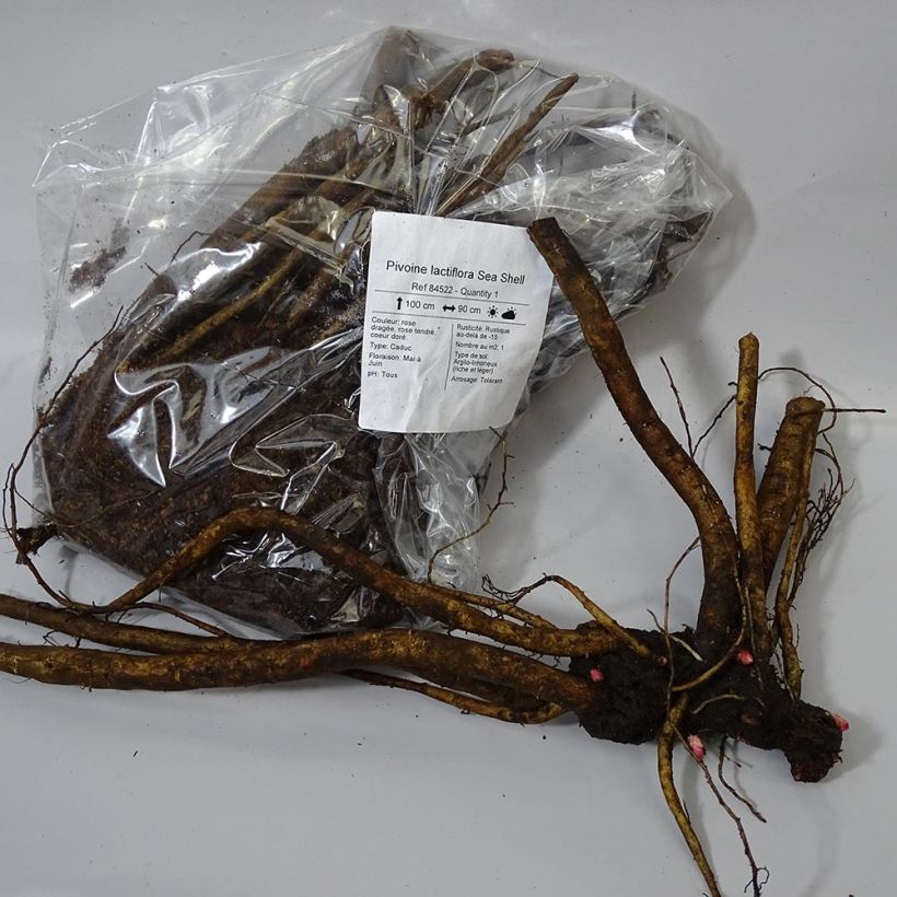 Exemple de spécimen de Pivoine lactiflora Sea Shell Souche 3/5 yeux tel que livré