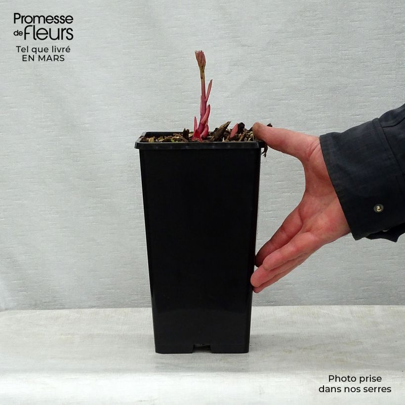 Spécimen de Pivoine lactiflora Sorbet Pot de 3L/4L tel que livré au printemps