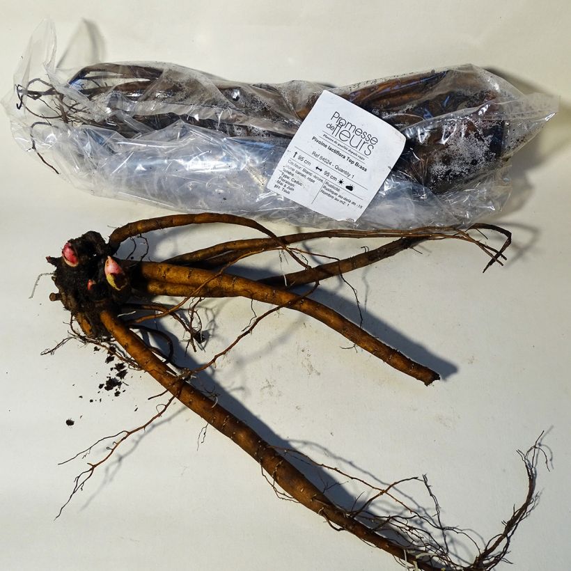 Example of Pivoine lactiflora Top Brass Souche 3/5 yeux as you get in printemps