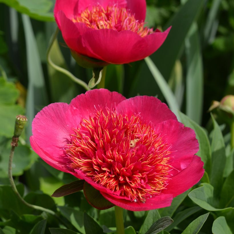 Pivoine officinale Anemoniflora (Floraison)