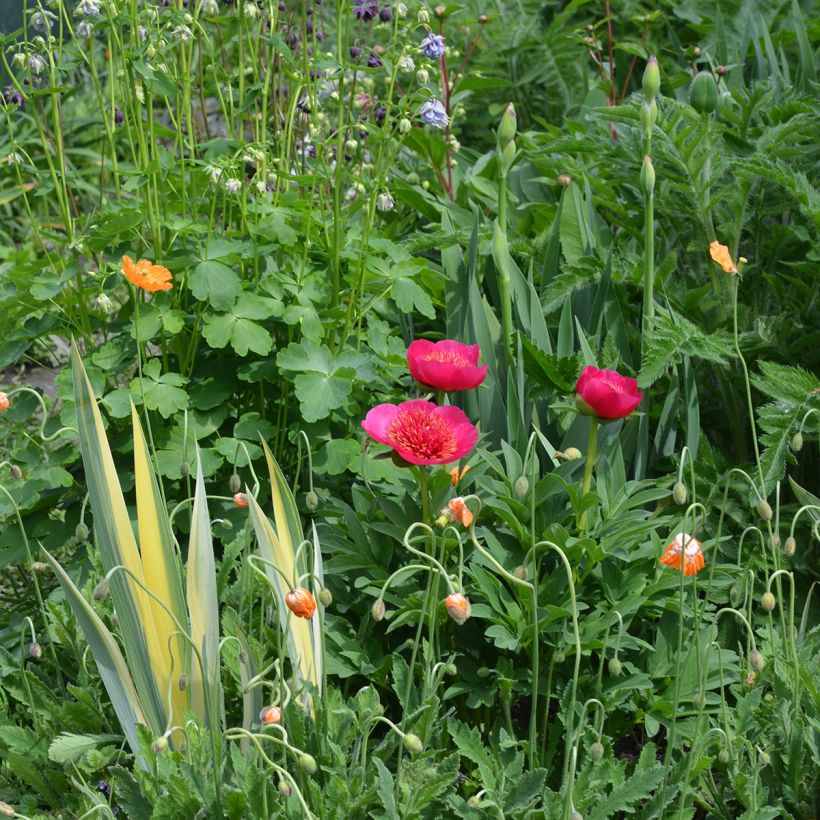 Pivoine officinale Anemoniflora (Port)