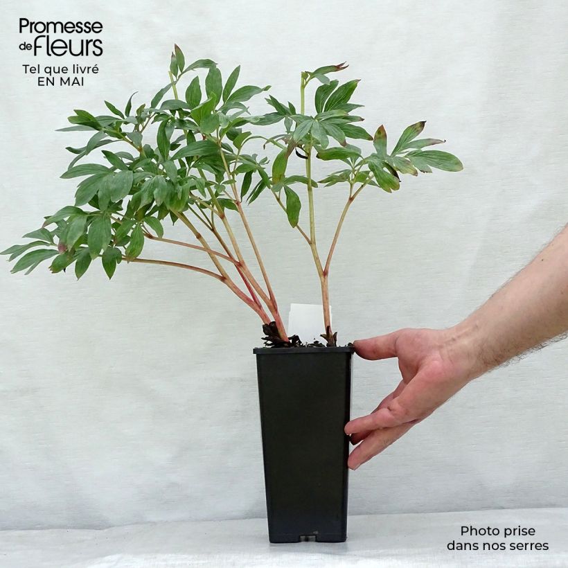 Spécimen de Pivoine officinale Rosea Plena Pot de 12 cm / 13 cm tel que livré au printemps