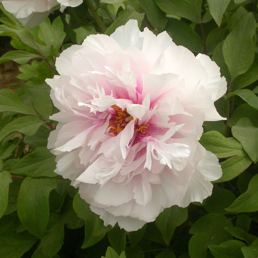 Pivoine arbustive Xue Ying Tao Hua (Peachy Snow) - Paeonia suffruticosa (Floraison)