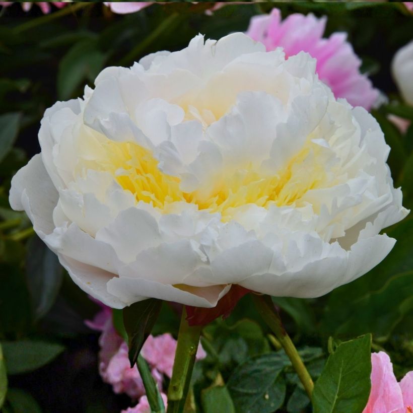 Pivoine lactiflora Blush Queen (Floraison)