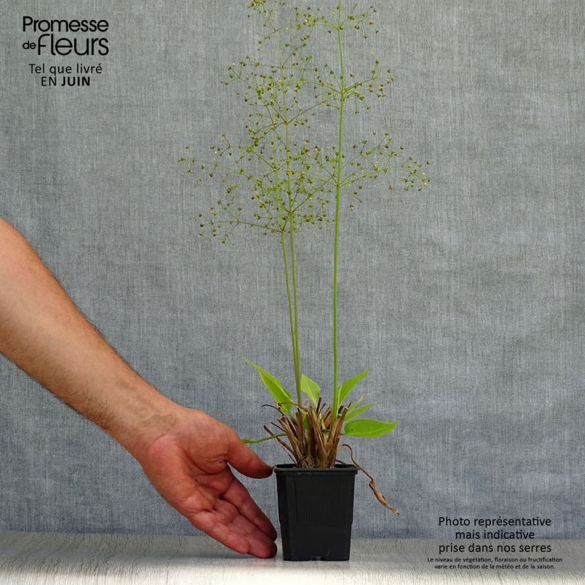 Spécimen de Alisma plantago-aquatica - Plantain d'eau commun Godet de 8/9 cm tel que livré en été