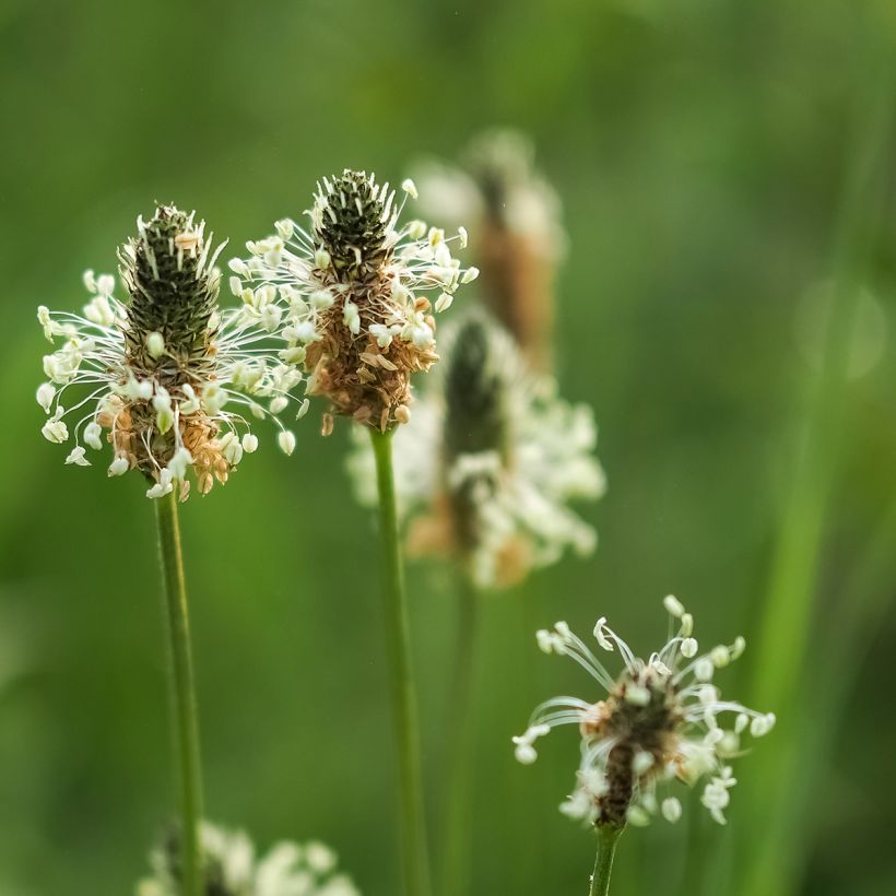 Plantain lancéolé Bio Graines (Flowering)