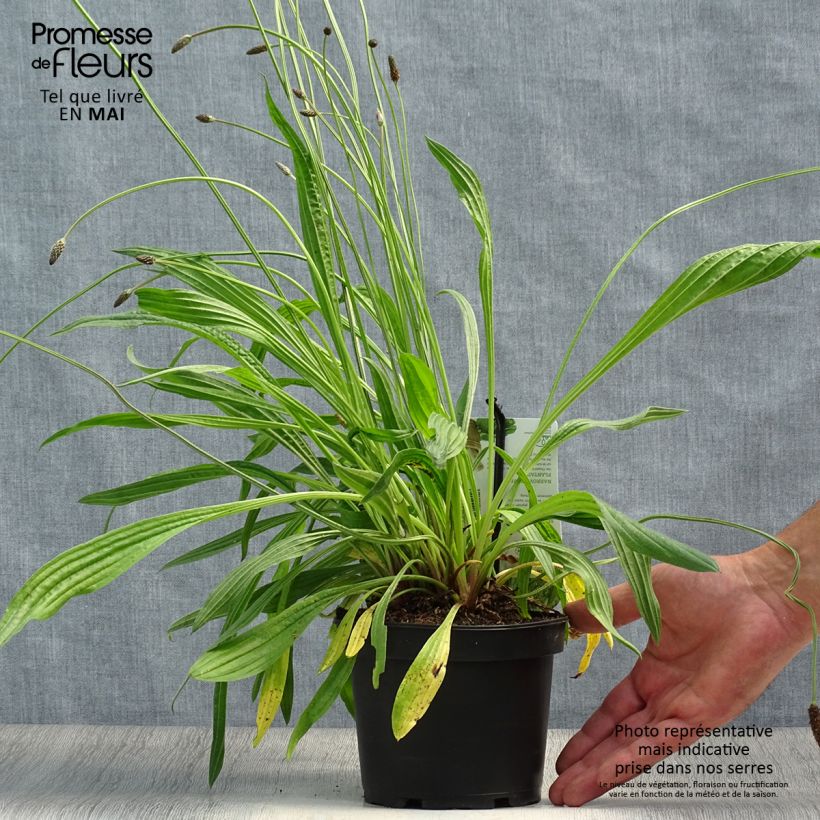 Example of Plantain lancéolé - Plantago lanceolata Pot de 1,5L/2L as you get in printemps