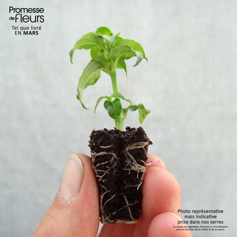 Example of Plante Champignon - Rungia klossii  Mini-motte Ø 3/4 cm, Livré en hauteur de 5 à 10 cm as you get in printemps