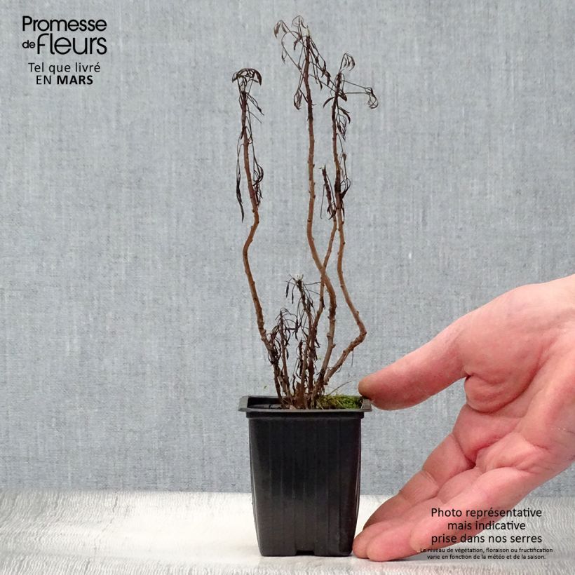 Example of Plante cola - Artemisia abrotanum var.maritima Godet de 7/8 cm as you get in printemps