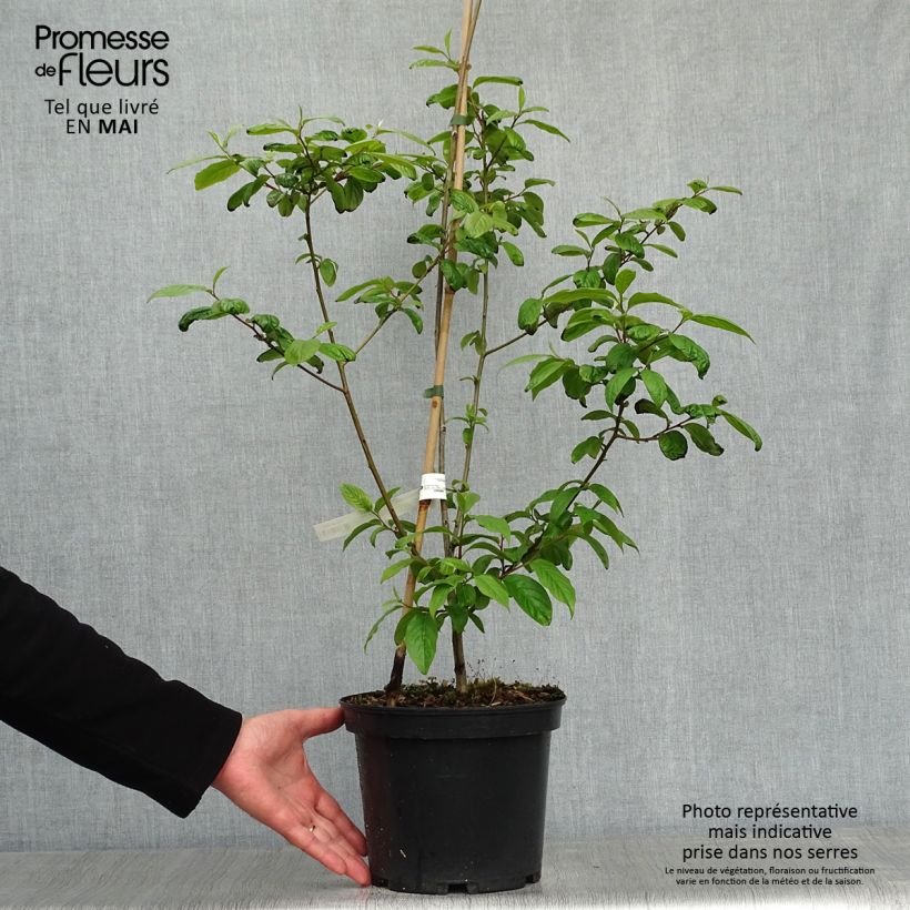 Example of Plaqueminier, Kaki - Diospyros lotus Pot de 3L/4L as you get in printemps