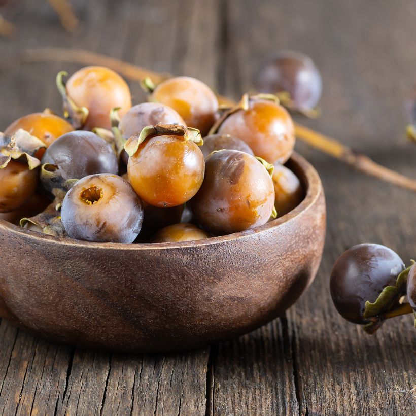 Plaqueminier, Kaki - Diospyros lotus (Harvest)