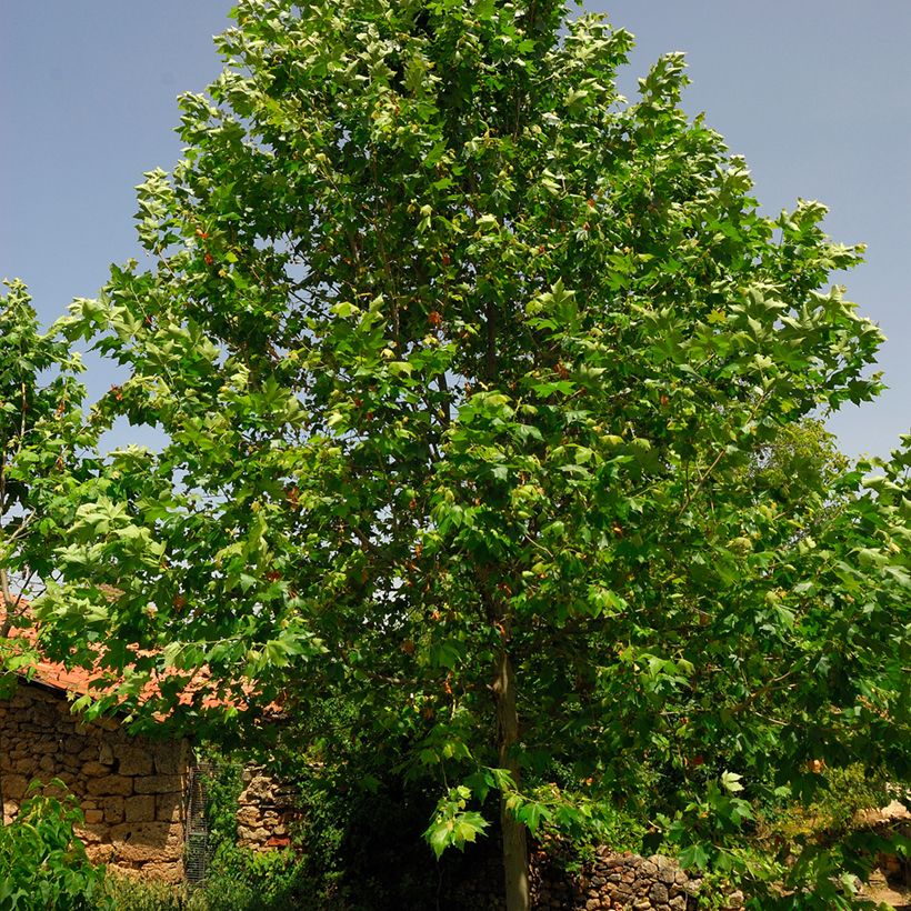 Platanus acerifolia - Platane commun, à feuilles d'érable (Foliage)